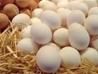 تفسير حلم بيض الدجاج في العش للمتزوجه