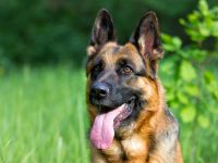 German shepherd dog 
