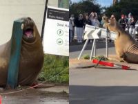 Neil the Seal