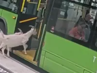 Video: Goats caught taking a surprise ride on public bus in Oregon