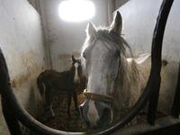 Syrian mare Karen (R), which hails from the Hadbaa Enzahe strain of Arabian purebreds, stands at a stable in the town of DimasLOUAI BESHARA / AFP