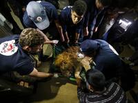 Forty animals including five lions are to be rescued from squalid conditions in the Gaza Strip, an animal welfare group said.
SAID KHATIB / AFP