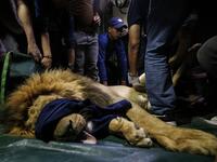 Members of the international animal welfare charity "Four Paws" check on a sedated lion at a zoo in Rafah, in the southern Gaza Strip, on April 6, 2019, as they prepare to evacuate the animal out of a zoo in the Palestinian enclave and relocate it to sanctuaries in Jordan.
SAID KHATIB / AFP