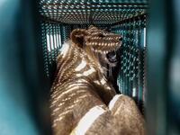 A sedated lioness is pictured in a cage at a zoo in Rafah in the southern Gaza Strip, during the evacuation by members of the international animal welfare charity "Four Paws" of animals from the Palestinian enclave to relocate to sanctuaries in Jordan, on April 7, 2019.
SAID KHATIB / AFP