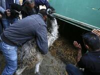Palestinian zoo workers and members of the international animal welfare charity "Four Paws" push an Emu into a cage at a zoo in Rafah in the southern Gaza Strip, during the evacuation by the organisation of animals from the Palestinian enclave to relocate to sanctuaries in Jordan, on April 7, 2019. 
SAID KHATIB / AFP