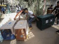 Palestinian zoo workers and members of the international animal welfare charity "Four Paws" transport cages containing animals at a zoo in Rafah in the southern Gaza Strip, during the evacuation by the organisation of animals from the Palestinian enclave to relocate to sanctuaries in Jordan, on April 7, 2019. 
SAID KHATIB / AFP