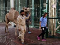 A camel handler leads a camel to the surgery room at the 40 million-Dirhams Dubai Camel Hospital in Dubai.The hospital can admit up to 20 camels. Camels are a part of Emirati culture and tradition.
PATRICK BAZ / Dubai Media Office / AFP-Services
