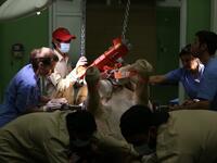 A camel is undergoing a surgery at the 40 million-Dirhams Dubai Camel Hospital in Dubai.The hospital can admit up to 20 camels. Camels are a part of Emirati culture and tradition.
PATRICK BAZ / Dubai Media Office / AFP-Services