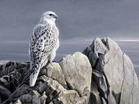 purebred gyrfalcon