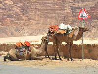 Camels waiting for tourists at the Wadi Rum Village in Jordan, in the Middle East (Shutterstock/File Photo)