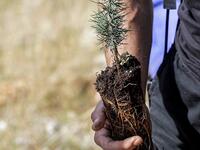 An activist from Lebanese NGO Jouzour Loubnan ("Roots of Lebanon") holds in his hand young a cedar to be planted on the slopes of the Jaj Cedar Reserve Forest in the Lebanon mountains.
JOSEPH EID / AFP
