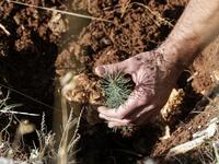 An activist from Lebanese NGO Jouzour Loubnan ("Roots of Lebanon") holds in his hand young a cedar to be planted on the slopes of the Jaj Cedar Reserve Forest in the Lebanon mountains.
JOSEPH EID / AFP