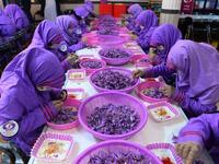 In this photograph, Afghan workers separate saffron threads from harvested flowers at a processing centre in Herat province. 
HOSHANG HASHIMI / AFP