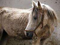 Syrian mare Karen, which hails from the Hadbaa Enzahe strain of Arabian purebreds, stands at a stable in the town of Dimas, west of the capital Damascus LOUAI BESHARA / AFP