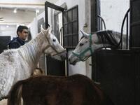 Syrian mare Karen (L), which hails from the Hadbaa Enzahe strain of Arabian purebreds, stands at a stable in the town of Dimas, west of the capital Damascus LOUAI BESHARA / AFP