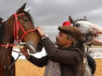 Horse trainer Jihad Ghazal (R) holds the harness of a horse named Nejm (star, in Arabic) at a track in the town of Dimas, west of the Syrian capital Damascus LOUAI BESHARA / AFP