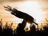 A seller carries a Christmas tree through a narrow line up of other samples towards a customer (unseen) on December 18, 2018 in Mainz, western Germany. 
Andreas Arnold / dpa / AFP