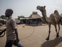 A man walks with a camel around Kaduna Abatour meat market in North KadunaCRISTINA ALDEHUELA / AFP