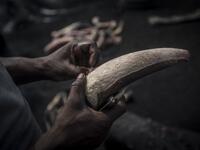 A man peels a cow horn to clean it before the boiling process at Kaduna Abatour meat market in North Kaduna CRISTINA ALDEHUELA / AFP
