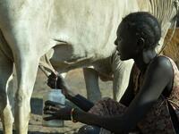 A villager milks her cow ahead of cattle vaccinations administered by the International Committee of the Red Cross (ICRC) with the help of local community workers, at Kirgui village in Udier, South Sudan 
SIMON MAINA / AFP