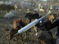 Community animal health workers assist the International Committee of the Red Cross (ICRC) as they vaccinate cattle at Kirgui village in Udier, South Sudan 
SIMON MAINA / AFP