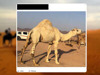 Camel  MiddleEast Facebook 