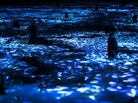 Mori Digital Art Museum in Tokyo, Japan. (Twitter)