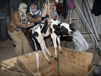 smuggling a cow into gaza