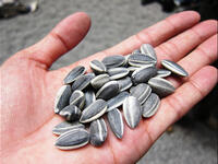 sunflower seeds handful 