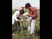 Women farming Iraq