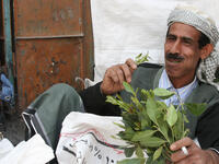 man chewing khat in Yemen