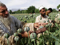 poppy farmers afghanistan