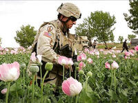 US soldier in poppy field in iraq 