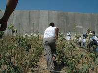 Palestinian farm near barrier wall