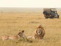 Safari tour through Africa:  The best Safari tour would be in Africa because you will have the opportunity to see wild life. (AFP/ File Photo)