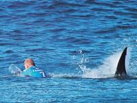 Get up close to Dolphins: The River Shannon, With approximately 200 dolphins here at the Mouth of the Shannon, the chances of seeing dolphins here are extremely high. (AFP/ File Photo)