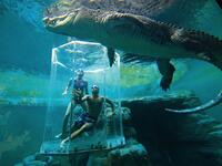 Dive With A 5+ Metre Crocodile Inside A Plastic Cage: there are some individuals who just love to get close to things that are dangerous to them. It doesn’t get much more dangerous than the Saltwater Crocodile. (overseasattractions.com)