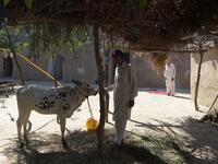 Pakistani villager Ameer Ullah Khan takes care of a cow outside his cave home in Nikko village.
AAMIR QURESHI / AFP