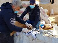 Ernesto's house of cats in Aleppo provide right medical care for animals. (Twitter/@theAleppoCatman)