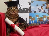 (Twitter/@theAleppoCatman)