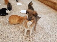 (Twitter/@theAleppoCatman)