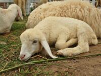 lamb sacrifice eid