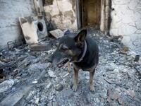 A dog stands at a burnt house in the village of Ein Hod in the outskirts of Haifa.