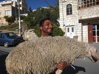 sheep for Eid