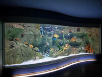 Istanbul aquarium. (Shutterstock/ File Photo)