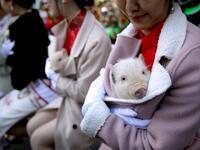 A Miss Chinatown USA contestant holds a piglet while ushering in Chinese New Year on February 05, 2019.
JUSTIN SULLIVAN / GETTY IMAGES NORTH AMERICA / AFP