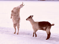 "Shu hal ta3jeh ya na3jeh?" Translation: What swagger, goat. If I'm a goat, you're a bull!