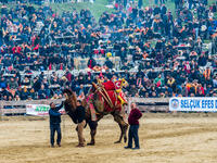 People are watching camel wrestling in Selcuk Arena.
(Shutterstock/ File Photo)