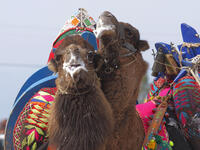 Traditional camel wrestling is very popular in Aegean Region of Turkey..
(Shutterstock/ File Photo)