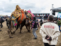 Camels are wrestling in the Selcuk Arena, Camel wrestling is popular tourist attraction in Turkey.
(Shutterstock/ File Photo)